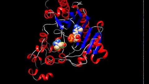Creatine Kinase Conformational Change