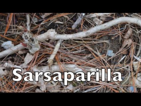 Video: Hvor fik sarsaparilla sit navn fra?