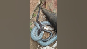 Xem đôi hổ hành bố mẹ ấp trứng #rắnhổhành #rắnhổmang #ularbesar #cobra #snake #rắn #kingkobra