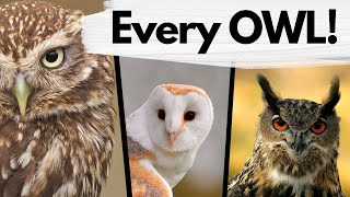 How to Identify Every Species of OWL in the UK!