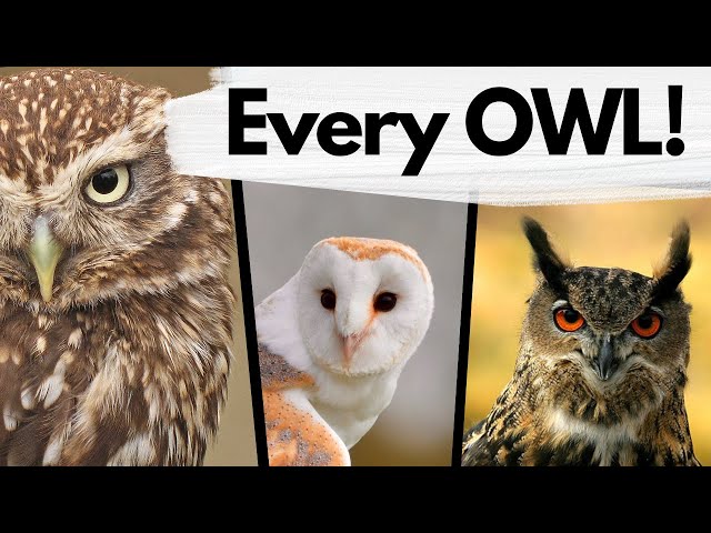 How to Identify Every Species of OWL in the UK! class=