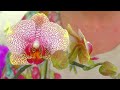 Цветение этой орхидеи, я ждала 5 лет!!! Орхидея Mila зацвела...