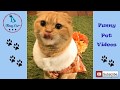 Funny and Cute Cats Video For Kids ✅ Best Funny And Cute Cats Compilation 2018