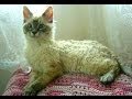 Animal Planet  :  Cats 101 ~ LaPerm の動画、YouTube動画。