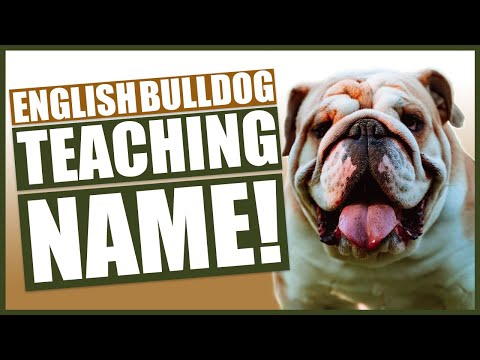 Video: Nama Hebat untuk Bulldog Bahasa Inggris