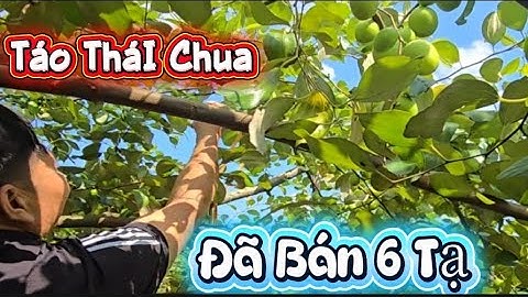 LẦN ĐẦU ĂN TÁO THÁI CHUA CHÍN SỚM I NÚI ĐỒI LỤC NGẠN