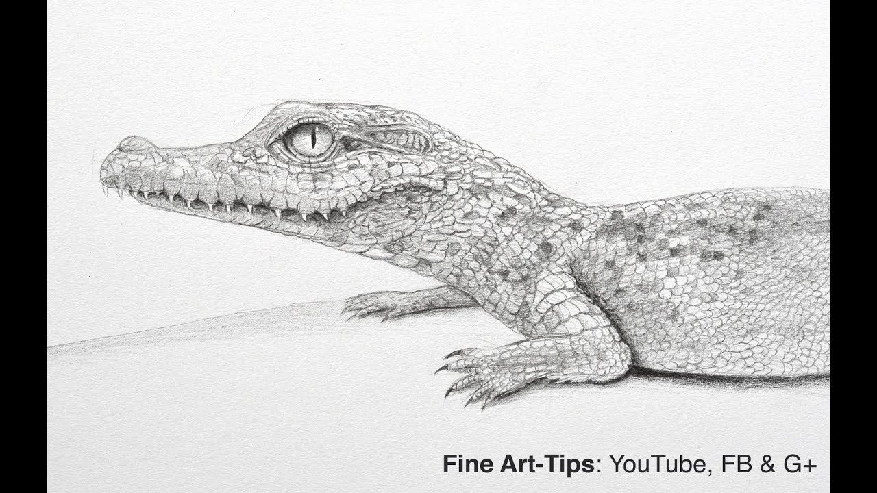 How to Draw a Baby Crocodile or Aligator YouTube