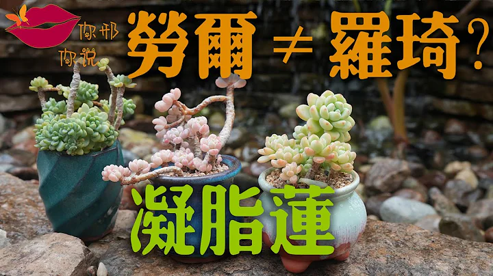 【你邢你说】肉肉宝典 — 劳尔就是罗琦？和凝脂莲什么关系？ - 天天要闻
