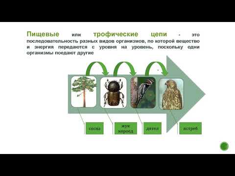 Структура экосистем