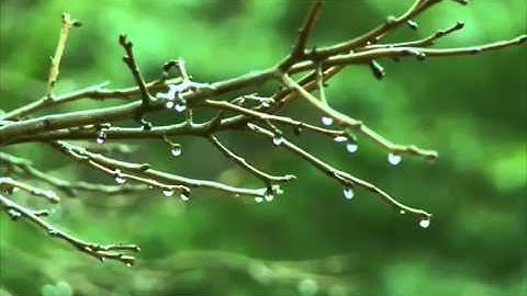 سورة الكهف - للشيخ يحيى عيشان