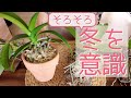 【10月の胡蝶蘭】水やり、植え替え、どうしよう?