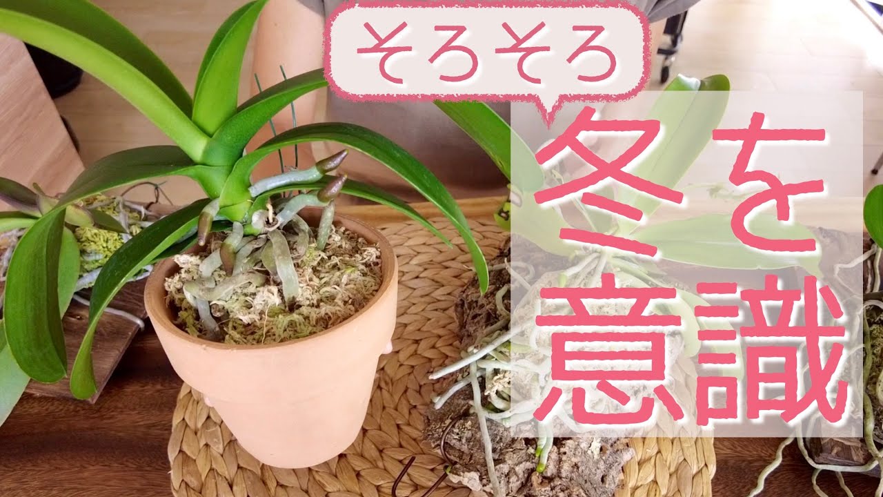 【10月の胡蝶蘭】水やり、植え替え、どうしよう？