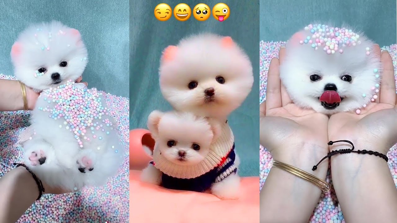 Ảnh chó phốc sóc mini cute sẽ khiến bạn say đắm với nét đáng yêu của chú chó nhỏ nhắn này. Hàng trăm hình ảnh đáng yêu của các công chúa, hoàng tử phốc sóc đang chờ bạn khám phá!