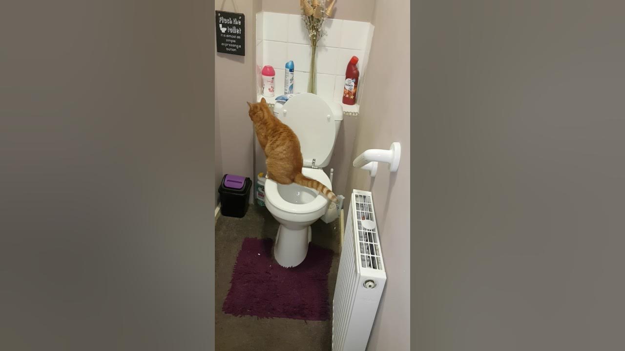 Cat going to toilet YouTube