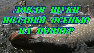 Ловля щуки поздней осенью на поппер.