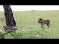 Longer version young nomadic brothers sneak up on two lionesses sleeping gone wrong