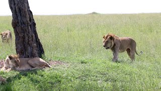 (Longer Version )Young Nomadic Brothers Sneak Up On Two Lionesses Sleeping (Gone Wrong)