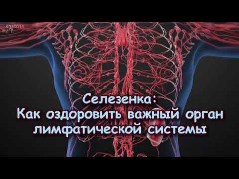 СЕЛЕЗЁНКА: как оздоровить ВАЖНЫЙ ОРГАН ЛИМФАТИЧЕСКОЙ СИСТЕМЫ