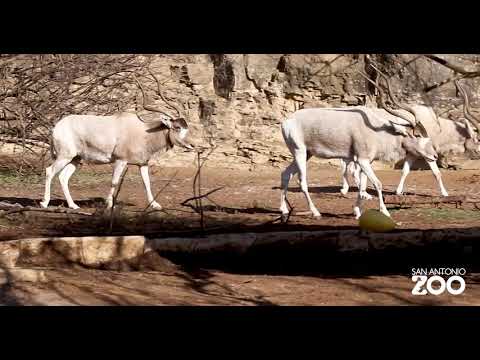 تصویری: Addax کجا زندگی می کند؟