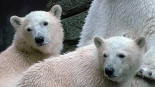 Malik the Polar Bear nurses her cubs, Nuka and Qilaq, at Aalborg Zoo, Denmark