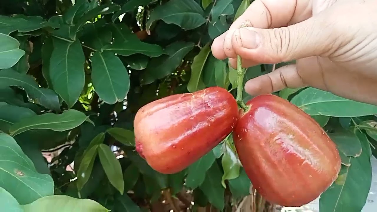 Ciri-ciri Daun& Buah Jambu Air Dalhari