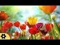 Meditation, Zen Music, Relaxation Music, Chakra, Relaxing Music for Stress Relief, Relax, ✿3172C