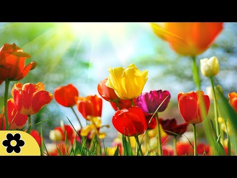 Meditation, Zen Music, Relaxation Music, Chakra, Relaxing Music For Stress Relief, Relax, ✿3172C