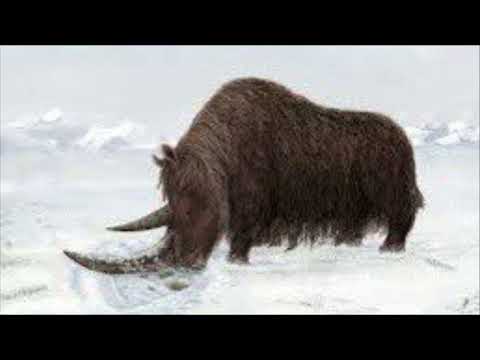 Woolly Rhinoceros Sound Effects 