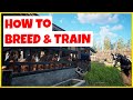 HOW TO BREED AND TRAIN HEAVENLY HORSES | MYTH OF EMPIRES