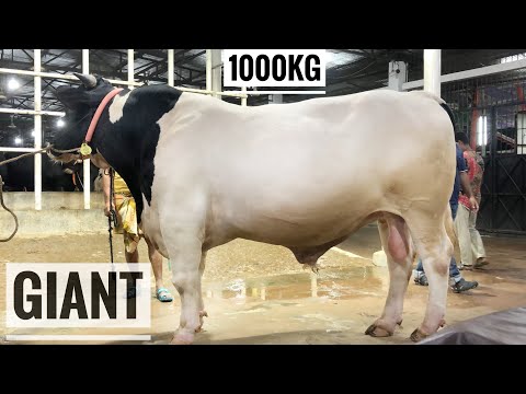 1000KG Giant Austral Bull Display | Al Madina Cattle Firm |Kurbani Eid 2020 | The Home of Goru Lover