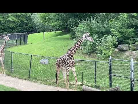 Видео: В зоопарке Кливленда?