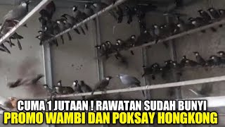 AWAL RUSAKNYA ! WAMBI DAN POKSAY HONGKONG CUMA 1 JUTAAN SUDAH BUNYI, DIKIOS PASAR PRAMUKA