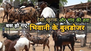 48 से 100kg बकरीद के 40 बकरे | bhiwani ke | Royal goat farm ke khassi andul bakre | pkraj vlogs