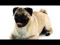 Pug  Dogs 101