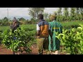 Profitable Integrated Cash Crop Farming in Kenya #JoscoFarmZiwa