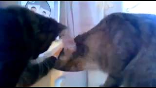 Прикольные кошки кошки в кружке Забавно смотреть!! Прикольные кошки кошки в кружке Забавно смотреть!!