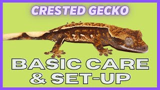 Ugr - Crested Gecko Care Video