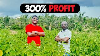 How To Triple Your Investment Farming Garden Eggs as a Beginner in Ghana How To Invest In Eggs