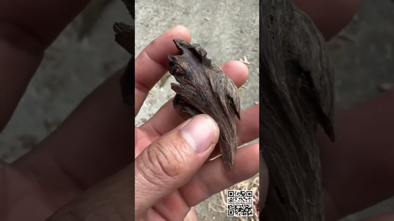 The Beauty of Vietnamese Sinking Agarwood 🇻🇳