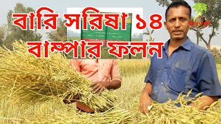 বারি_সরিষা _১৪ বাম্পার ফলন || তেল ফসল উৎপাদন বৃদ্ধি প্রকল্প||