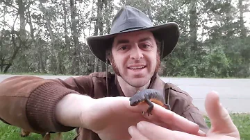 Natural History of California Newts
