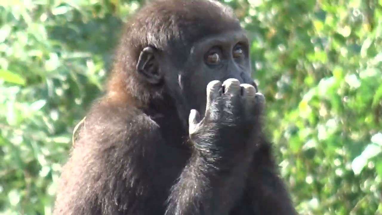 4 jaar geleden: Gorilla familie Beekse Bergen, met kleine Mies en Moos. *Gorilla family.*