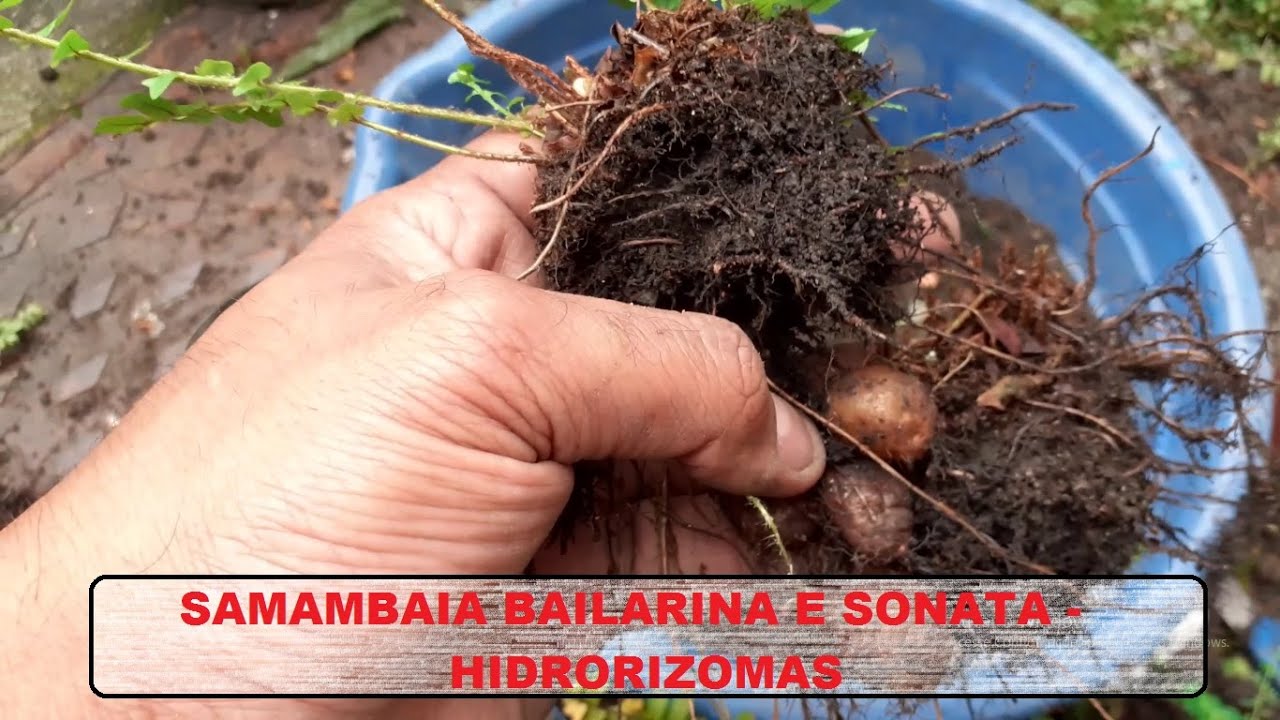 SAMAMBAIA BAILARINA E SONATA - HIDRO RIZOMAS