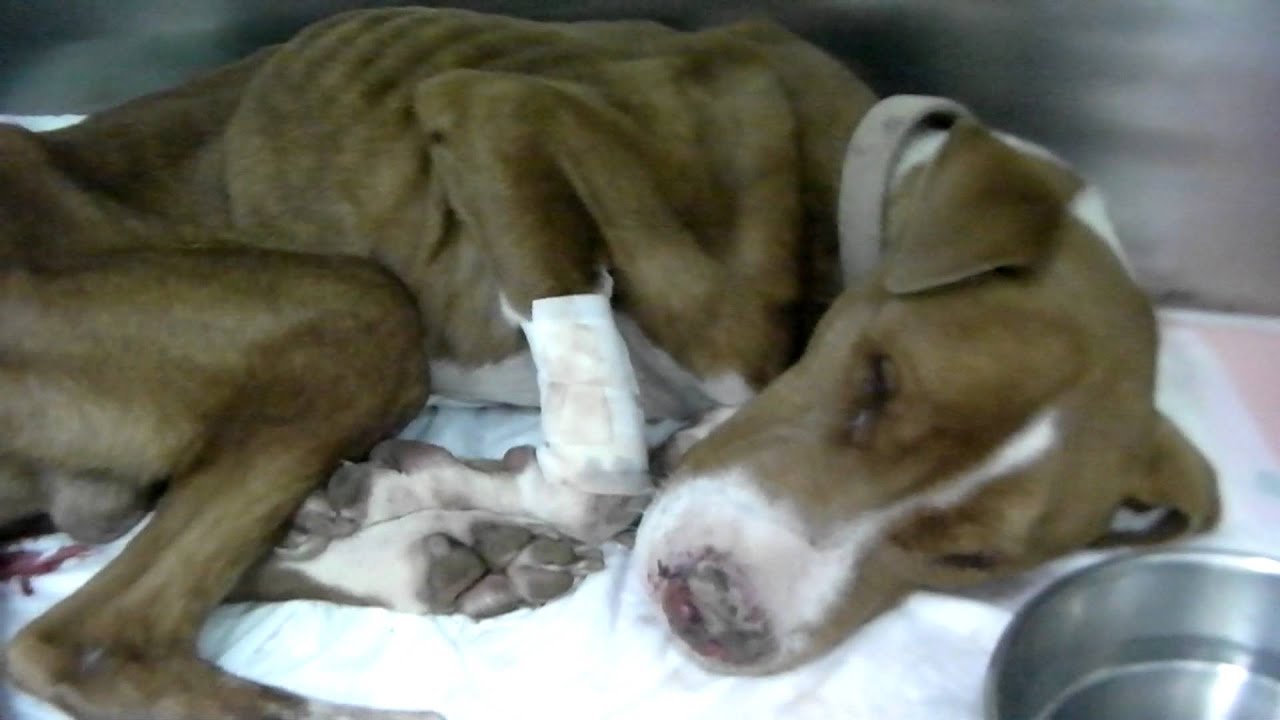 ANIMAL ABUSE IN OKINAWA, JAPAN - YouTube