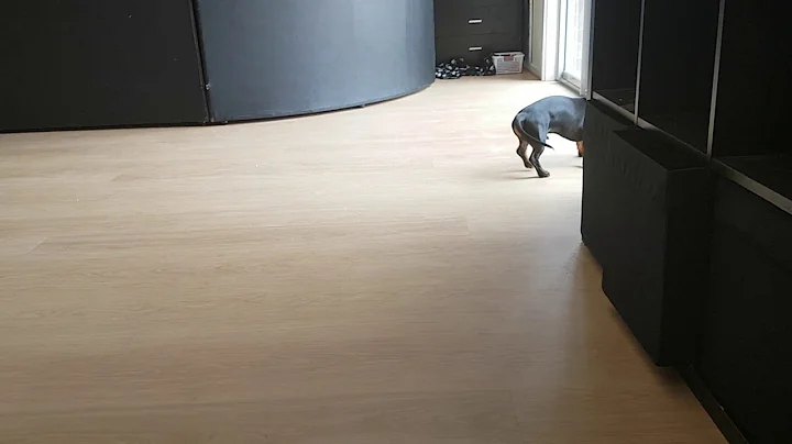 Dachshund loves to spin
