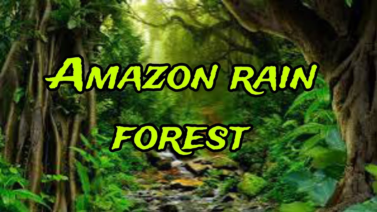 Amazon Rian Amazon rain forest 🌲 (amazingly - YouTube