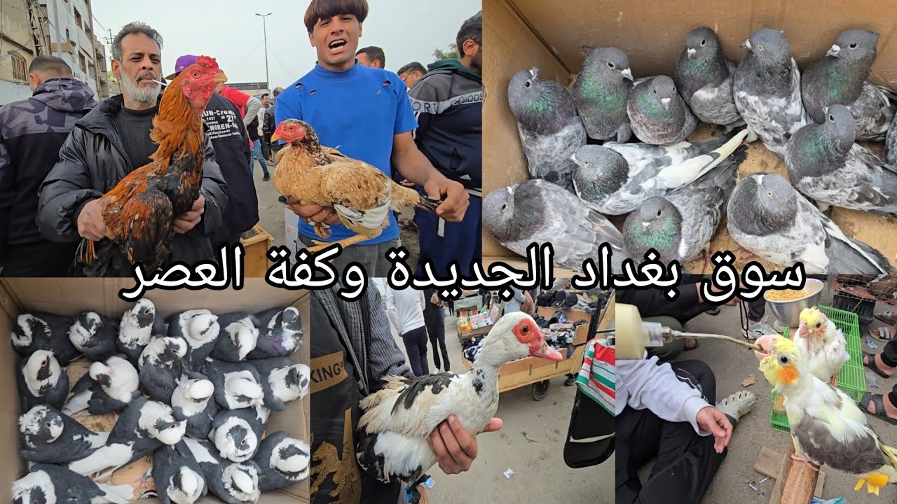 سوق بغداد لجديده وكفة العصر اهل الكراتين والخانات والجنابيز يوم الأحد 2026/2/8