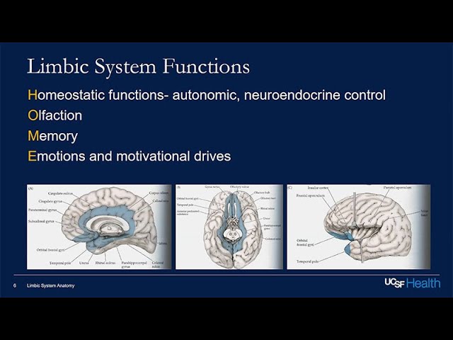 Limbic System Function
