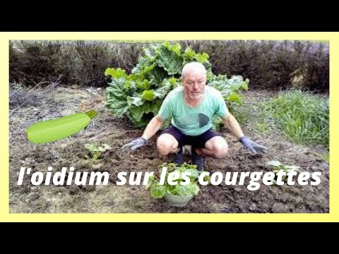 Vidéo: Raisons et solutions pour les feuilles de courge jaune