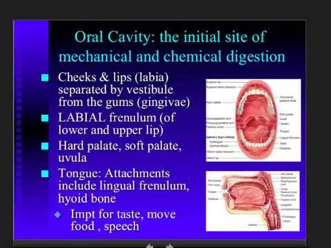 Digestive System - Anatomy (Part 2) - YouTube